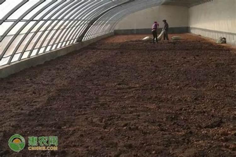 提个醒:春茶过早上市是一种“病”,得治