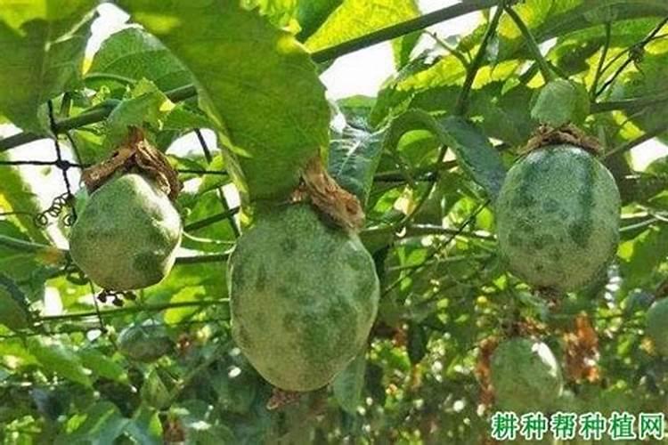 百香果落果是什么原因造成的