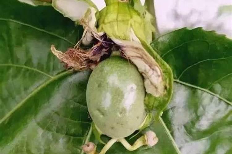 百香果灰霉病用什么药最好呢百香果落花烂果怎样防治