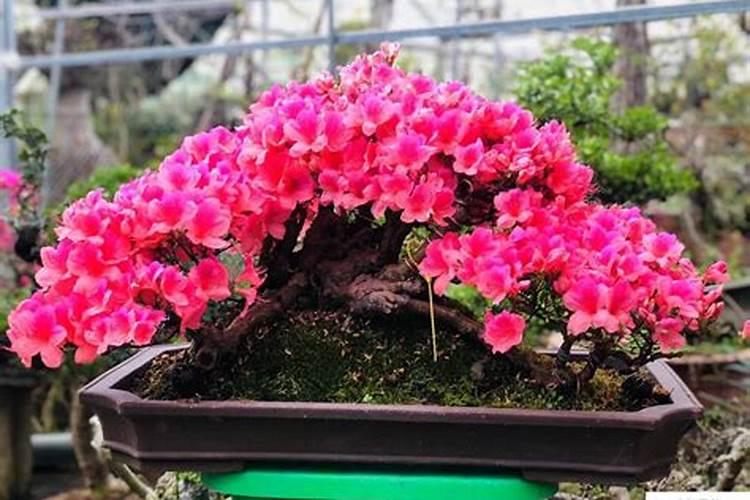 皋月杜鹃怎么养