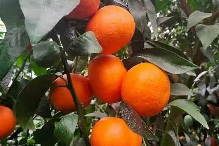 一棵果树施磷肥最简单三个步骤