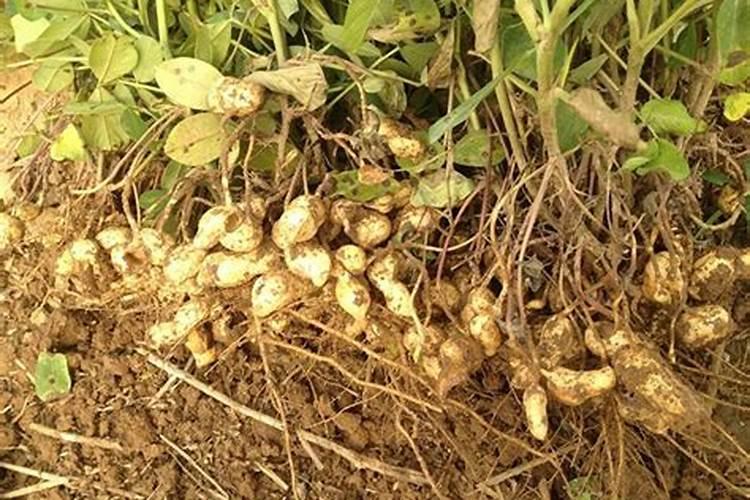 广东种植花生用什么肥料