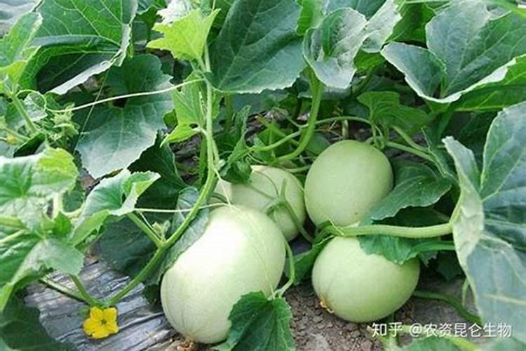 甜瓜小苗期施肥方法 甜瓜生长期较短