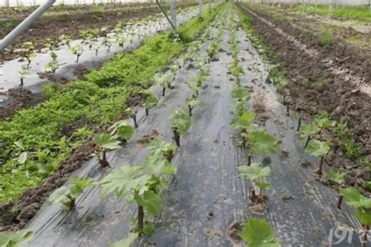 第一年新种的葡萄苗该施什么肥料