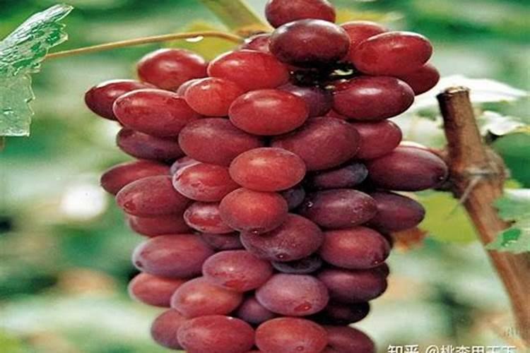 金华葡萄苗小苗生长的时候要注意些什么