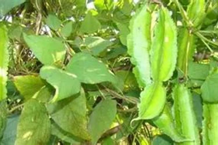 奶花豆花期能不能浇水