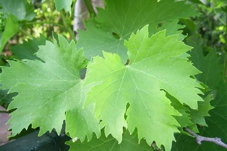 红提施肥几次为好？红提施肥什么时候最佳