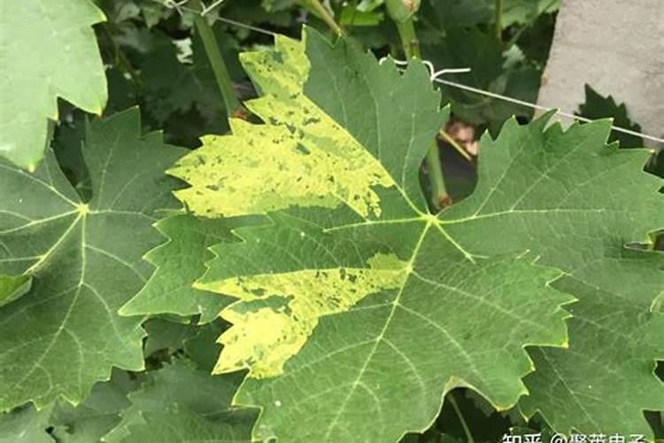 叶面肥在葡萄管理上非常重要,如何用才能够达到最好的效果？