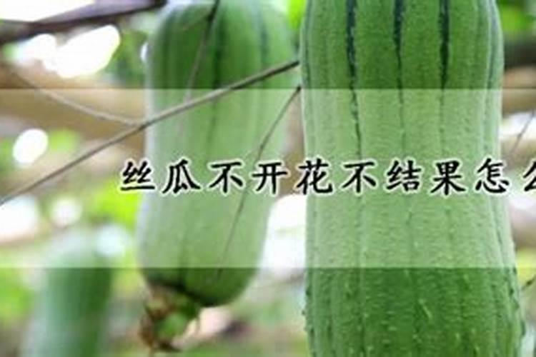 肥料用多了丝瓜会死吗