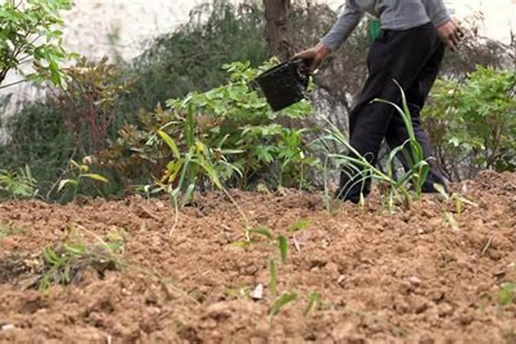 水稻田该如何施用硼肥