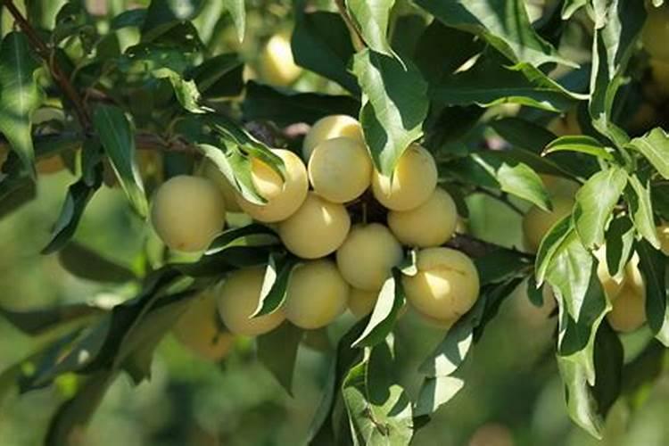 李子施什么肥比较甜