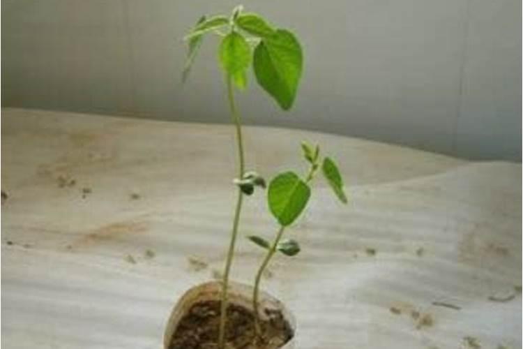 黄豆施什么肥比较好