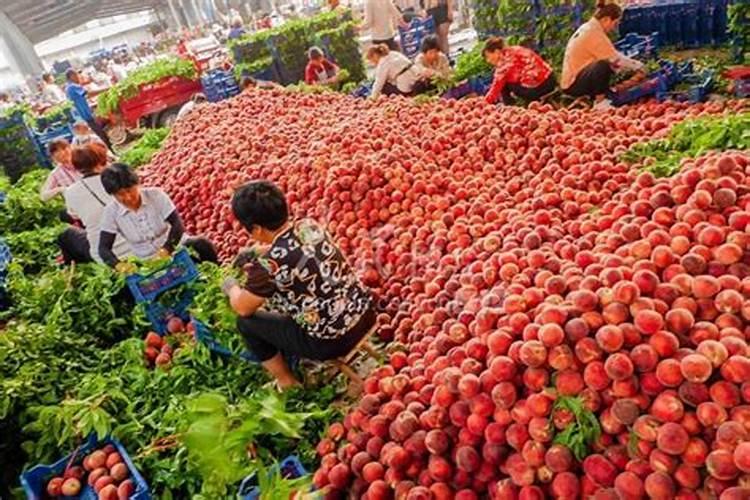 中国最好的果树叶面肥有哪些？