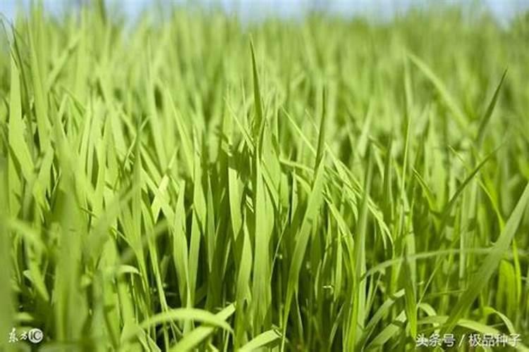 一枝红杏 阅读答案