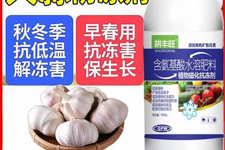 种直大蒜用什么肥科能高产