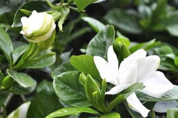 栀子绿萝…又发黄？学2招,立马绿得冒油,蹭蹭疯长!