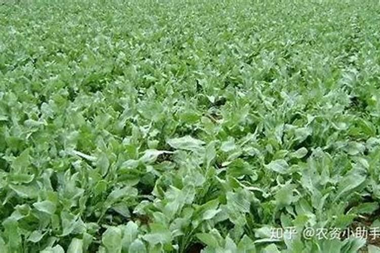 板蓝根的种植方法