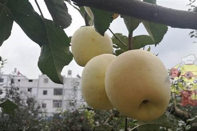 果树结果期用哪种水溶肥效果好？果树膨大期施肥怎么施？