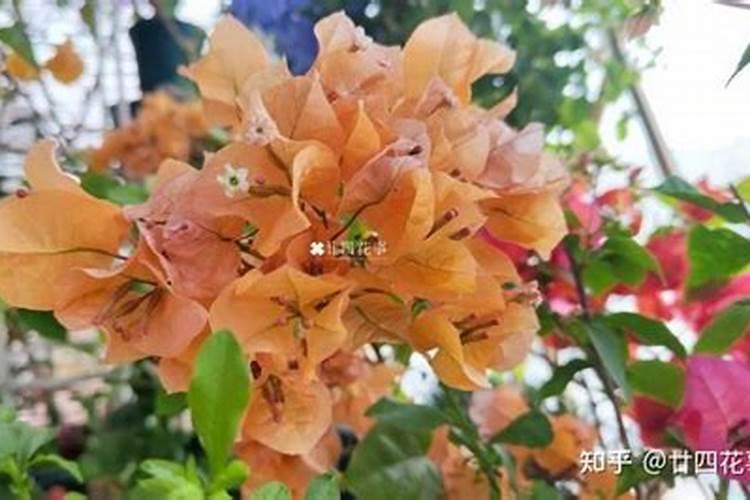 三角梅怎么施肥,三角梅施什么肥好？