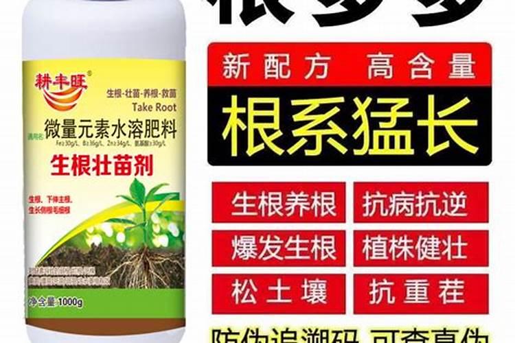 富贵树怎么施肥,施什么肥