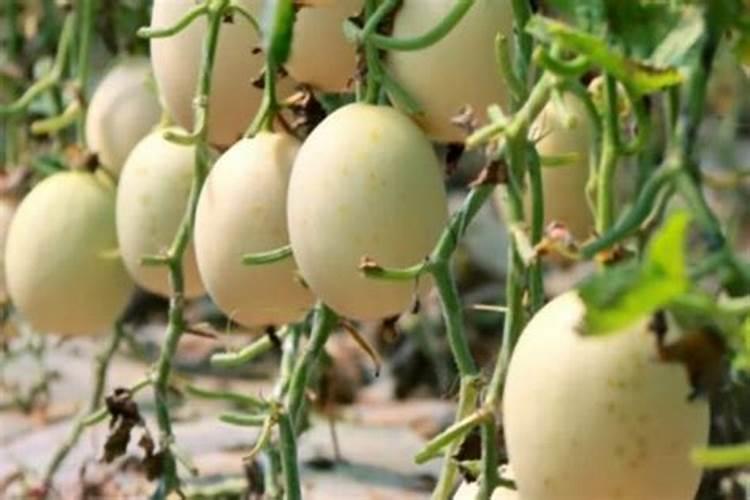 如何防止甜瓜裂瓜