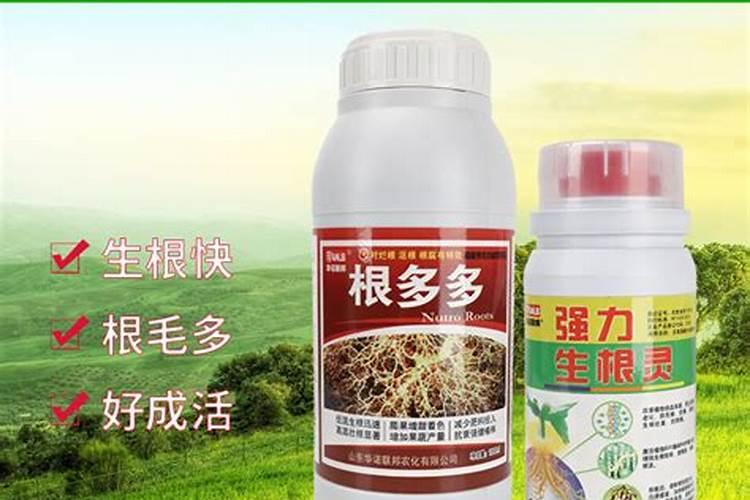 树苗生根最快最好的方法