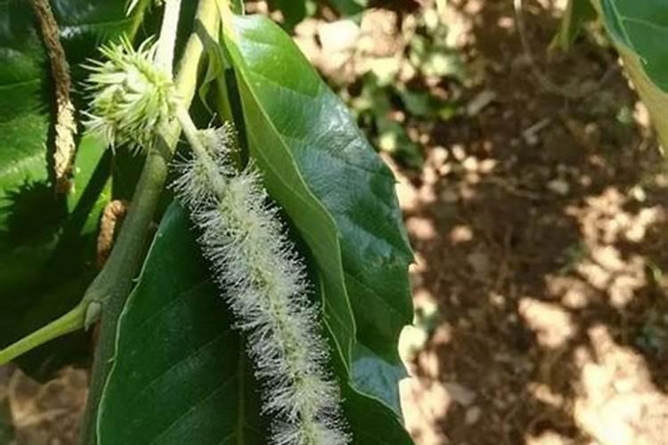 板栗树用什么肥料最好