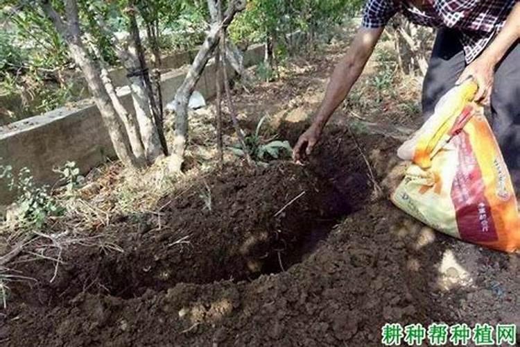 贝壳粉能做肥料吗？