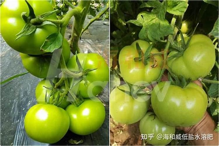 液态底肥相较传统底肥优缺点