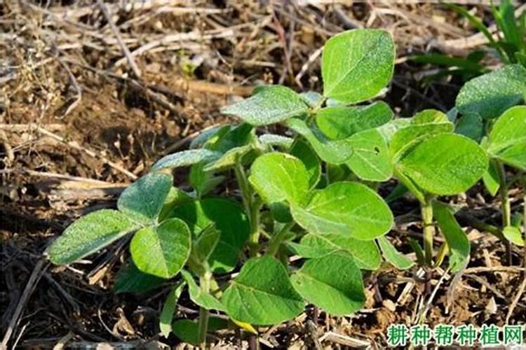 氮肥可以用什么代替