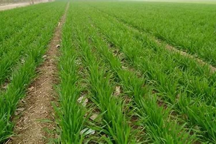 硅肥的作用及使用方法