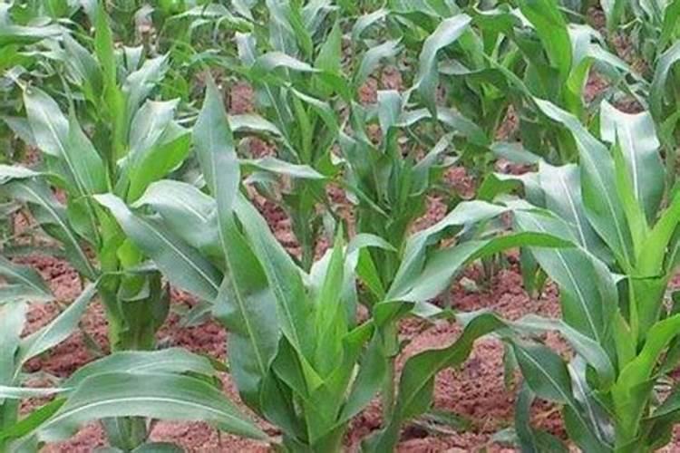 玉米能打磷酸二氢钾吗