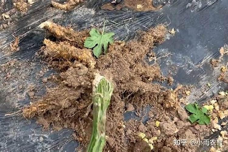 苦瓜结果了需要施什么肥 苦瓜施什么肥才挂果多