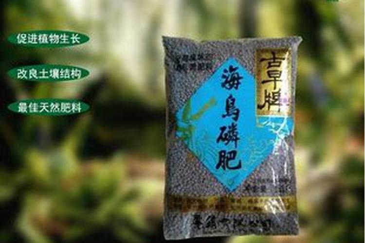 茉莉花怎么才能让叶子又大有好？