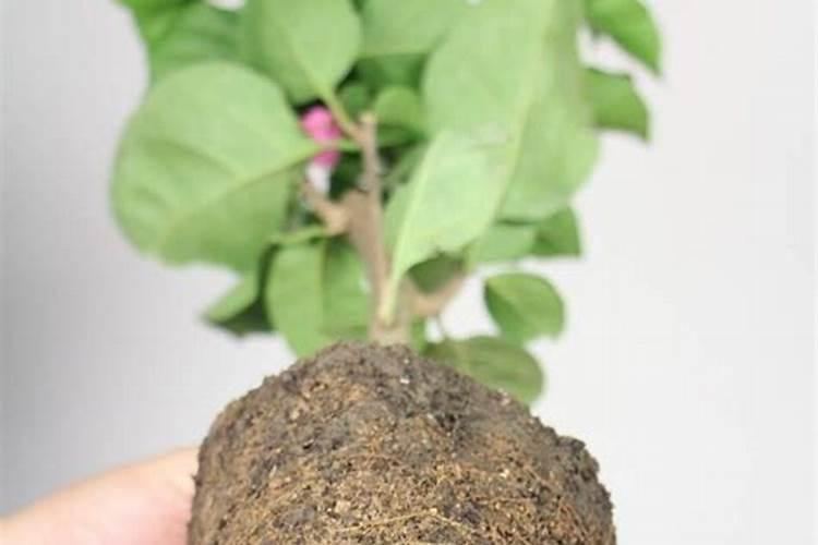 三角梅施肥施什么肥