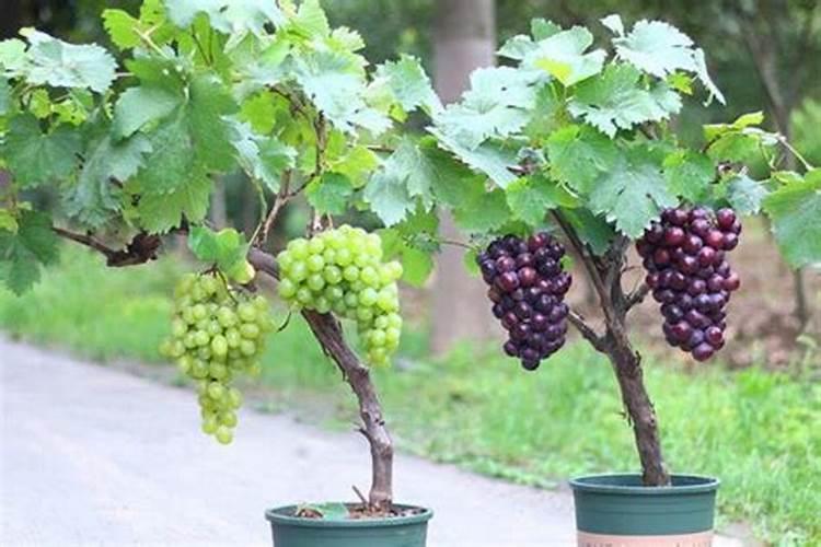 葡萄上什么肥料最好