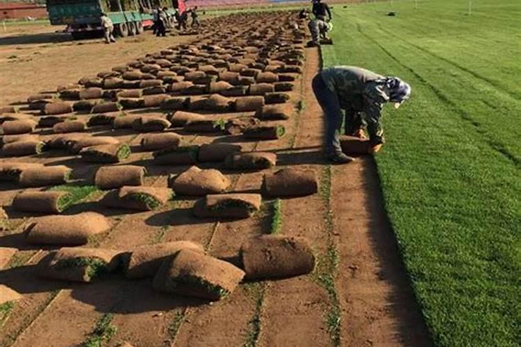 草坪怎么用有机肥