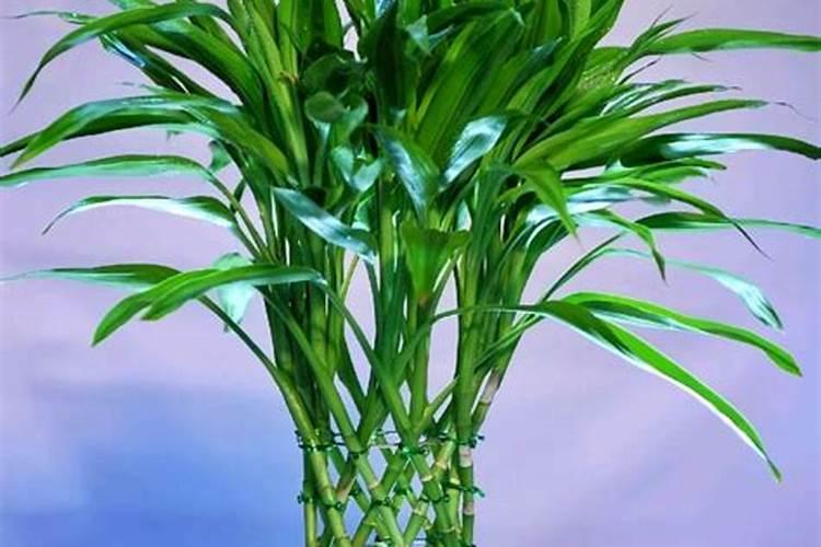 如何让富贵竹快速长高