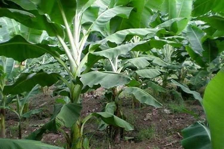 梨树壮果肥什么时候施好？梨树专用膨果叶面肥哪种好