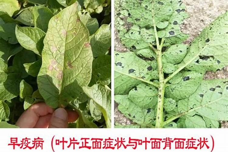 番茄早疫病的原因是什么？