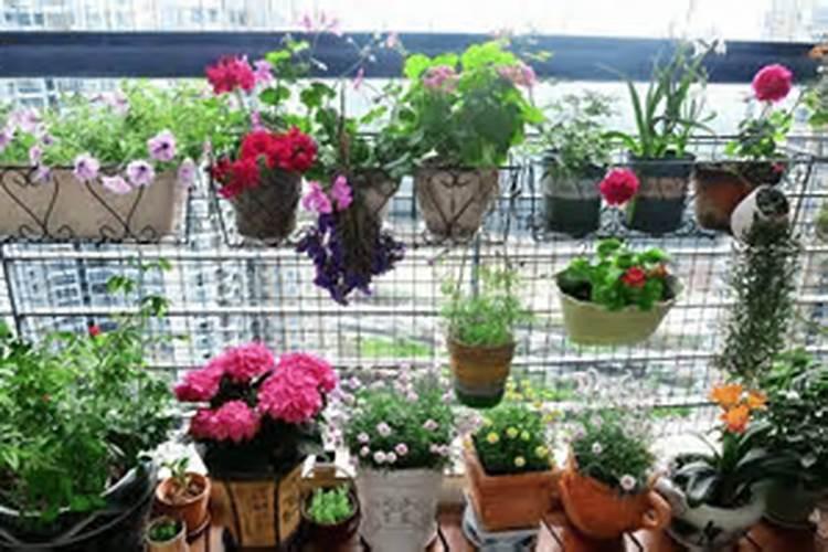 养乒乓球花要注意什么？