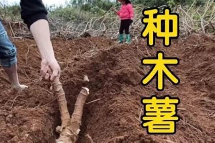 怎样喂田螺,才不会死