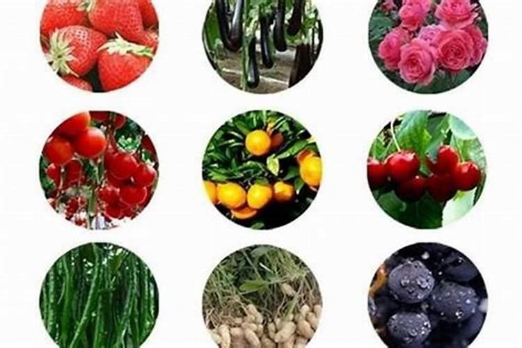 辛菌胺醋酸盐最佳配伍