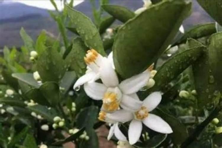 柑橘花期怎么管理