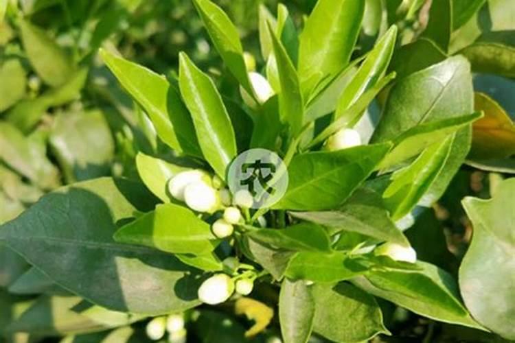 柑橘用什么水溶肥好及水溶肥施用指南