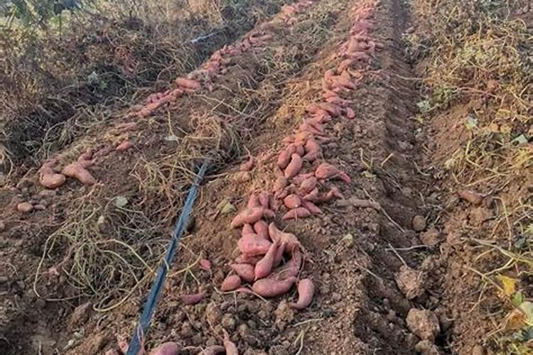 种红薯用什么肥料合适 种红薯用啥肥料合适