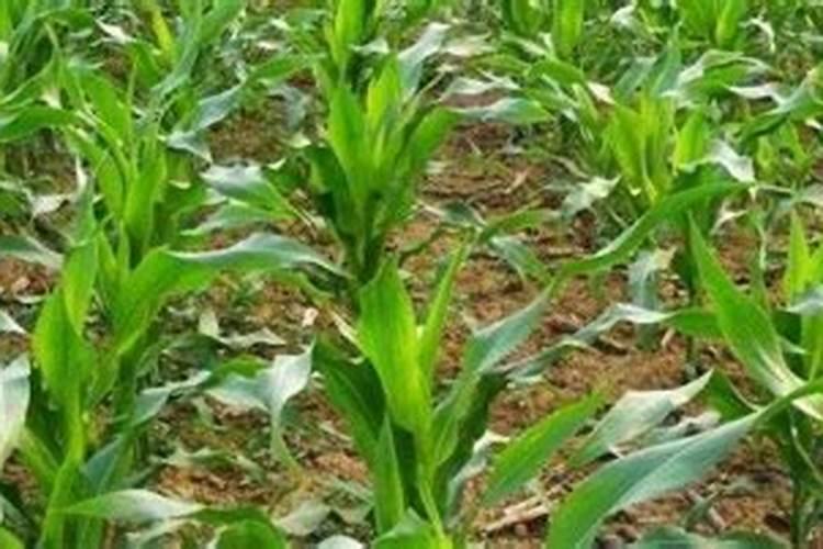 铜制剂不能和什么农药混用