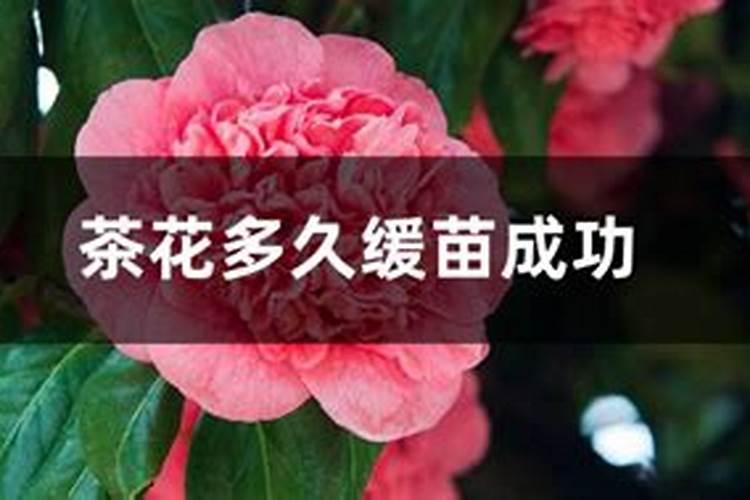 刚买回来的茶花怎么养