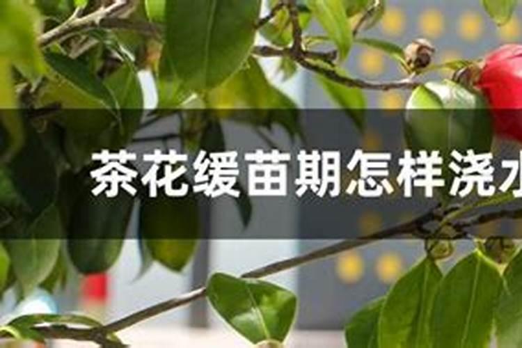 茶花缓苗多久太阳 阳光与茶花:生长的双向助力