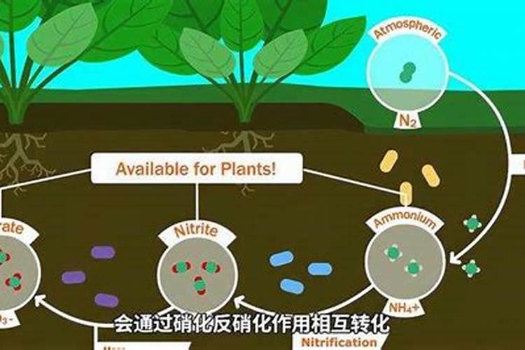 大量元素有哪些